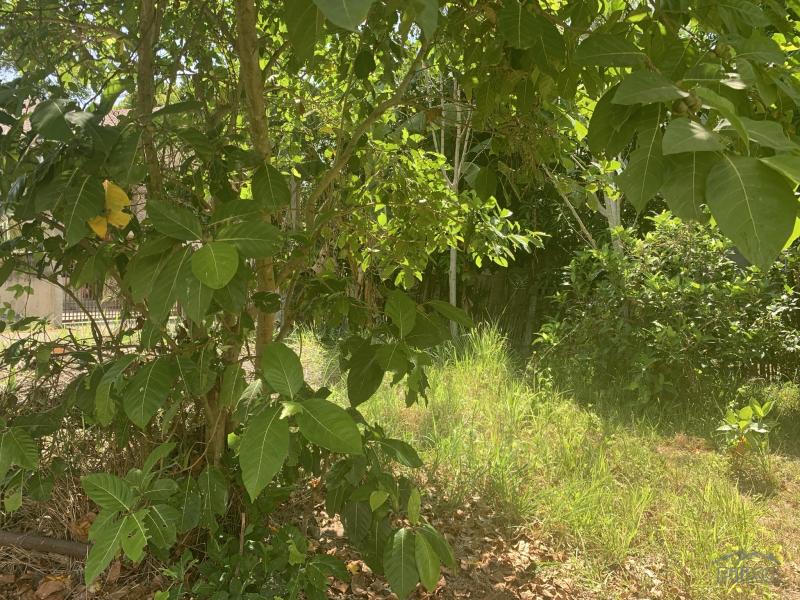 Residential Lot for sale in Dumaguete