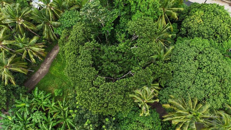 Residential Lot for sale in Larena - image 2