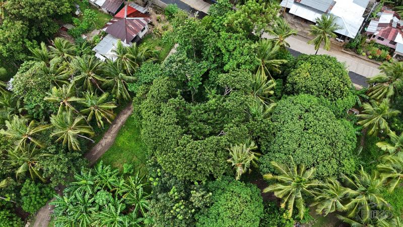 Residential Lot for sale in Larena - image 3