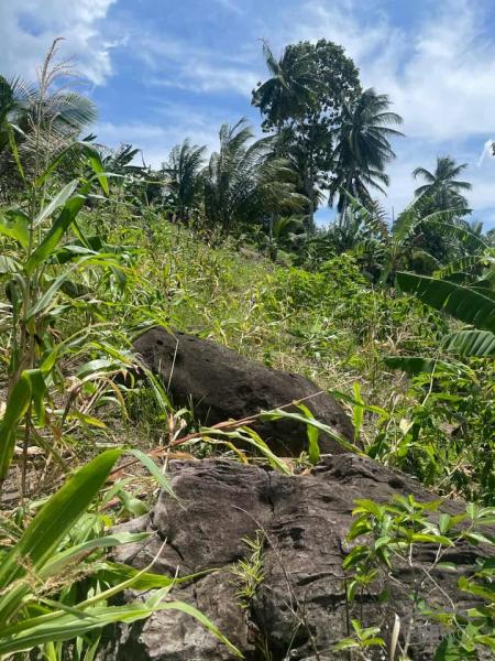 Picture of Land and Farm for sale in Sibulan in Negros Oriental