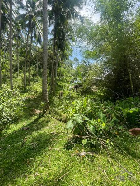 Land and Farm for sale in Sibulan in Philippines - image
