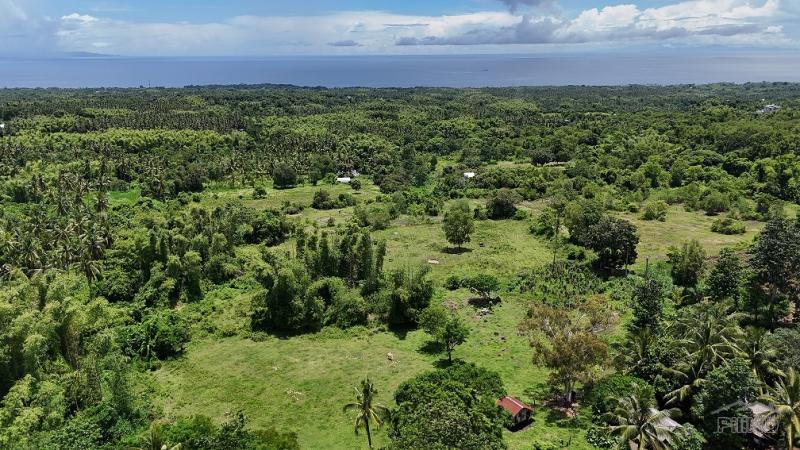 Residential Lot for sale in Dauin in Negros Oriental