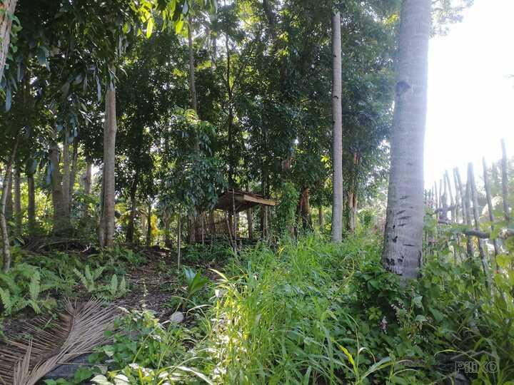 Residential Lot for sale in Lazi - image 4