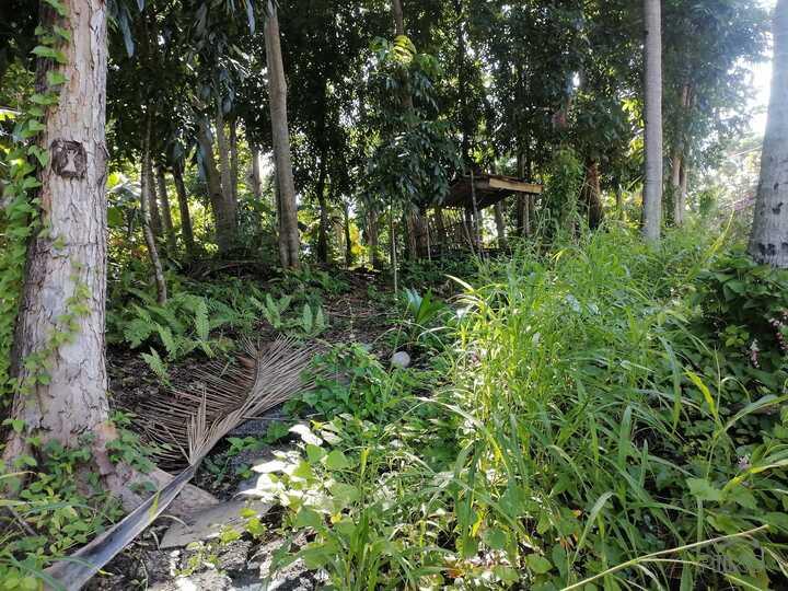 Residential Lot for sale in Lazi in Siquijor - image