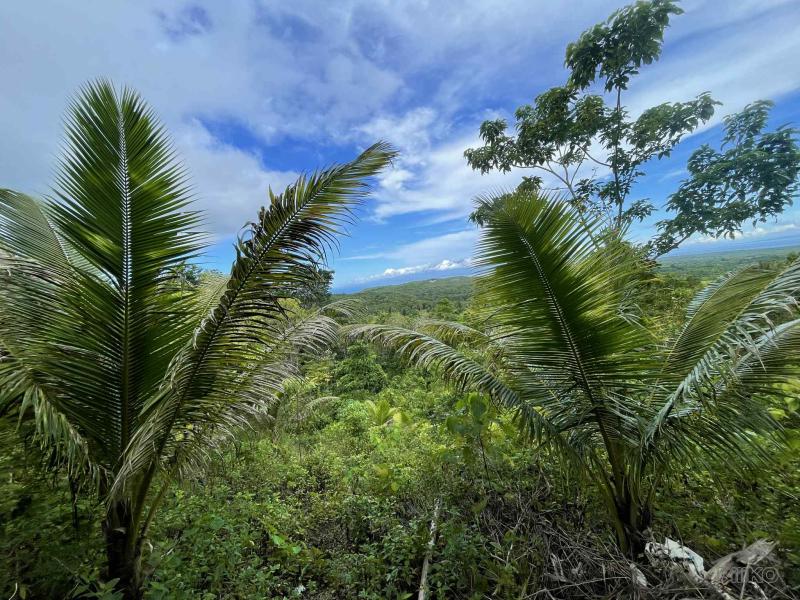 Residential Lot for sale in San Juan in Siquijor - image