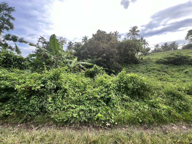 Agricultural Lot for sale in Dauin - image 21