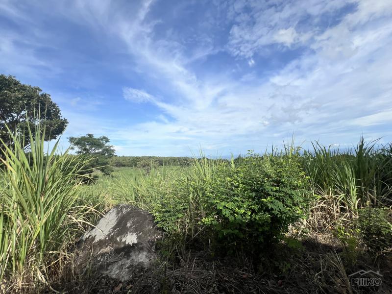 Agricultural Lot for sale in Dauin - image 24