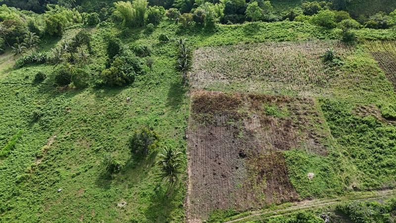 Agricultural Lot for sale in Dauin in Negros Oriental