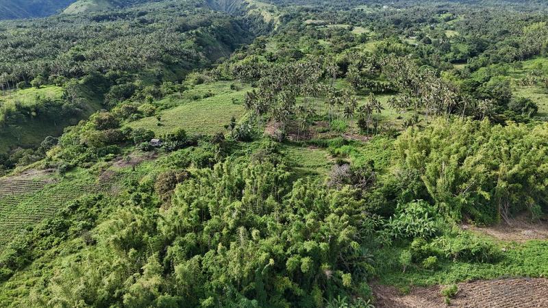 Agricultural Lot for sale in Dauin - image 5