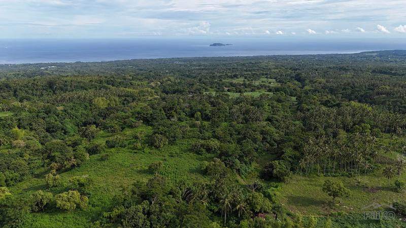 Picture of Agricultural Lot for sale in Dauin in Philippines