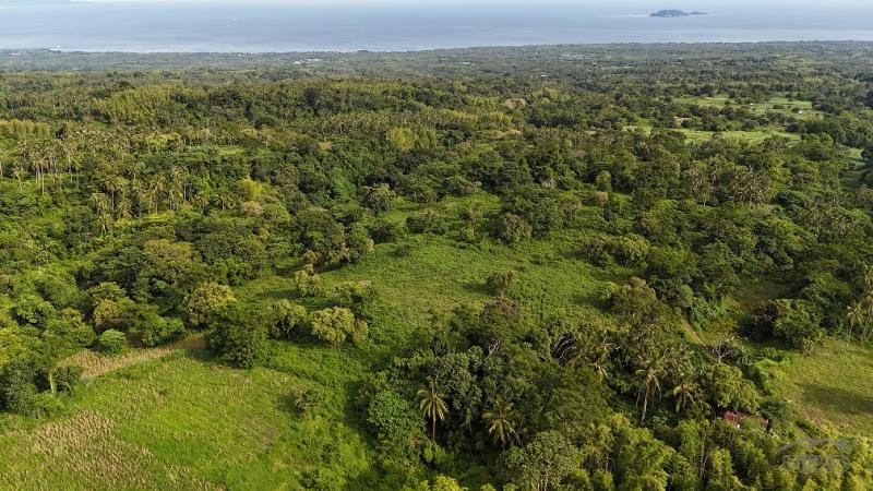 Agricultural Lot for sale in Dauin in Negros Oriental - image