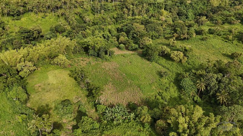 Agricultural Lot for sale in Dauin - image 8