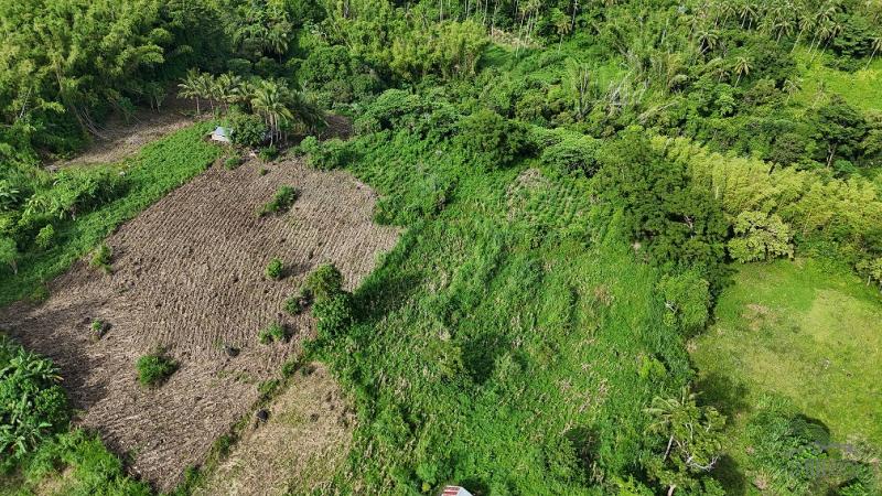 Agricultural Lot for sale in Dauin - image 9