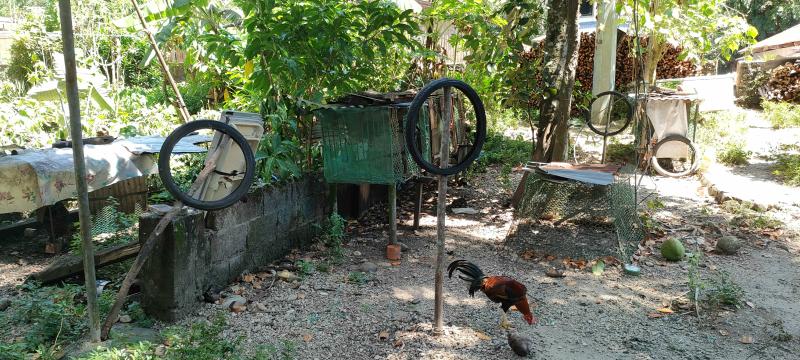 Residential Lot for sale in Siquijor - image 3