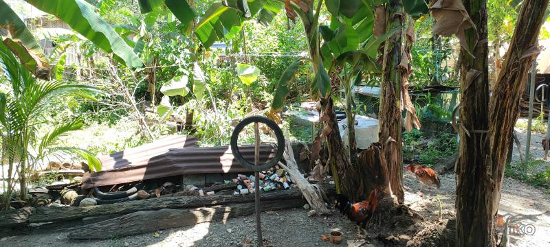 Residential Lot for sale in Siquijor - image 4