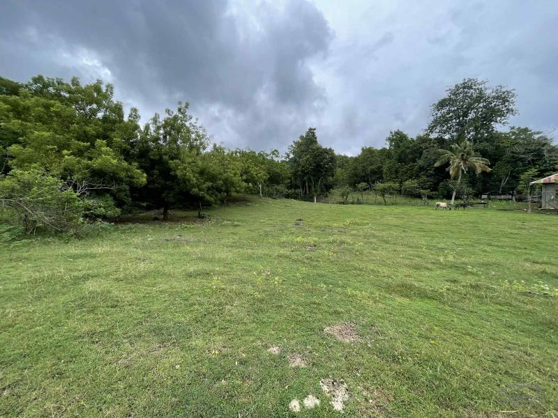 Commercial Lot for sale in Enrique Villanueva - image 10
