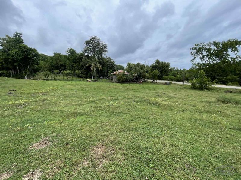 Commercial Lot for sale in Enrique Villanueva - image 4