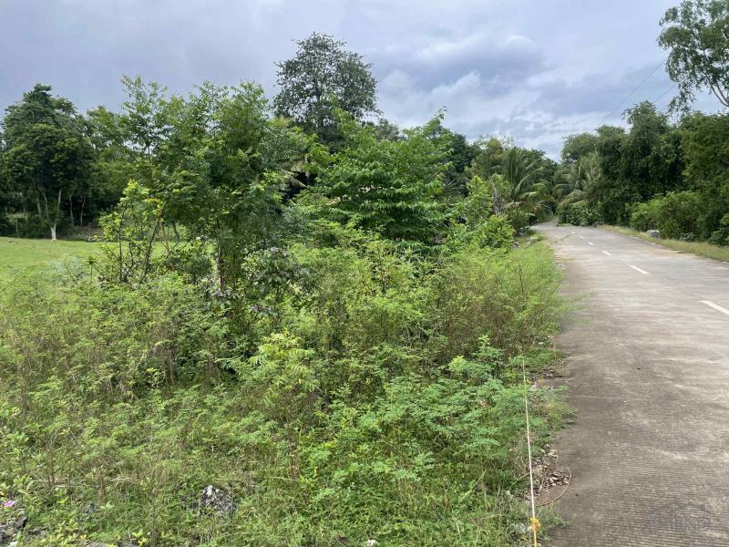 Commercial Lot for sale in Enrique Villanueva - image 6