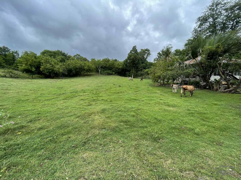Commercial Lot for sale in Enrique Villanueva - image 8