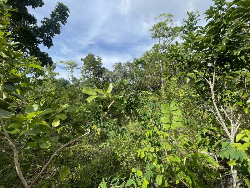 Residential Lot for sale in San Juan - image 6