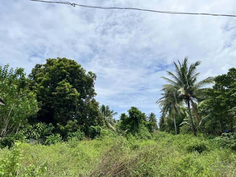 Residential Lot for sale in Dauin - image 10