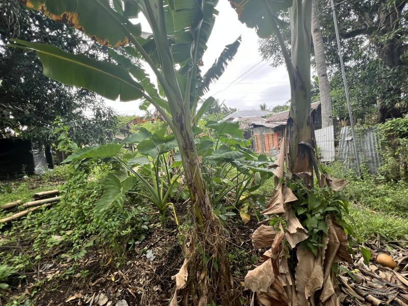 Residential Lot for sale in Dauin - image 11