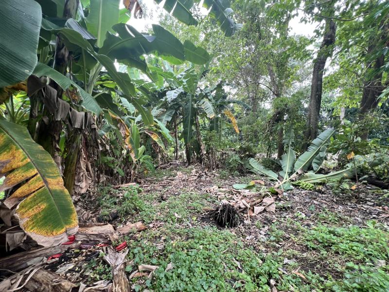 Residential Lot for sale in Dauin - image 14