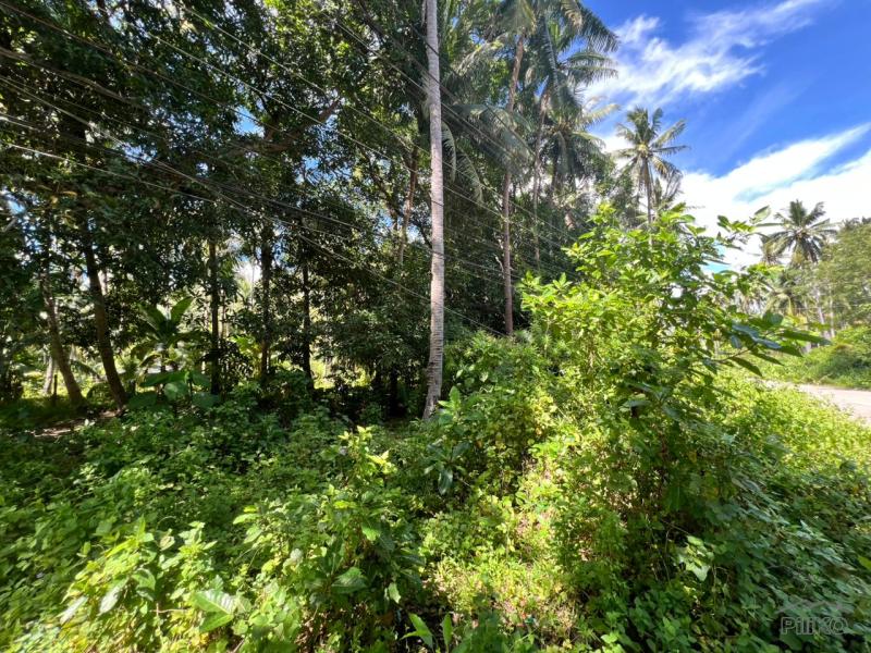 Residential Lot for sale in Dauin - image 10