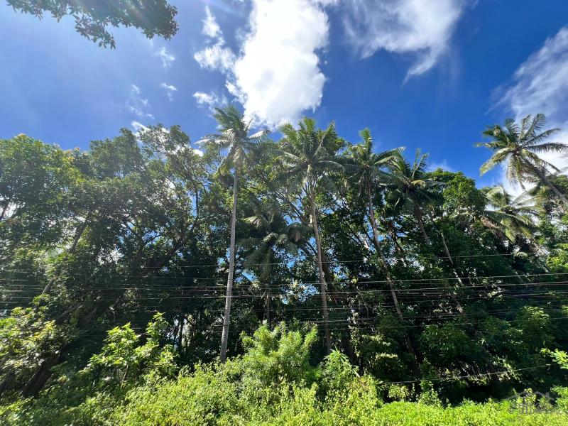 Residential Lot for sale in Dauin - image 6