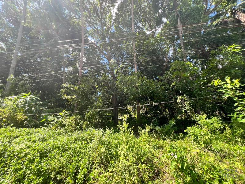 Residential Lot for sale in Dauin - image 7
