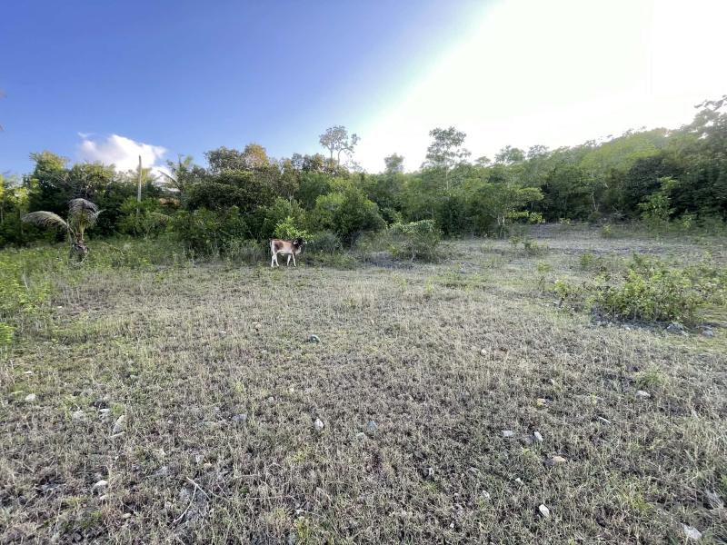Residential Lot for sale in Siquijor - image 13