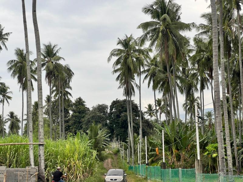 Residential Lot for sale in Zamboanguita - image 7
