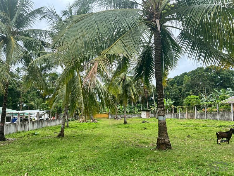 Land and Farm for sale in Bacong - image 7