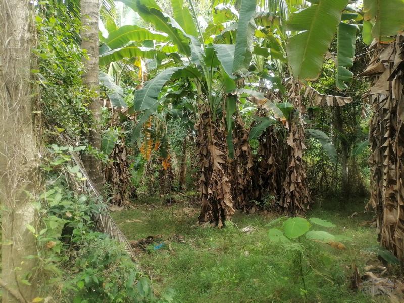 Residential Lot for sale in Bacong - image 11
