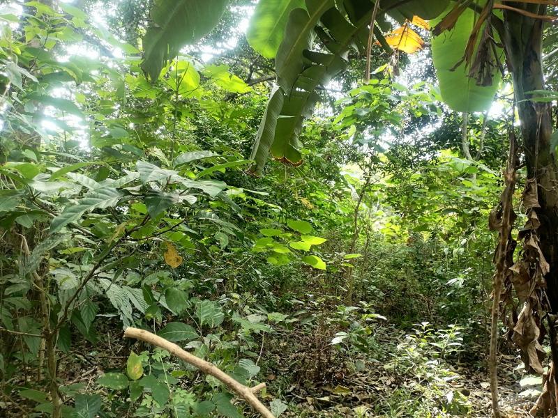 Residential Lot for sale in Bacong
