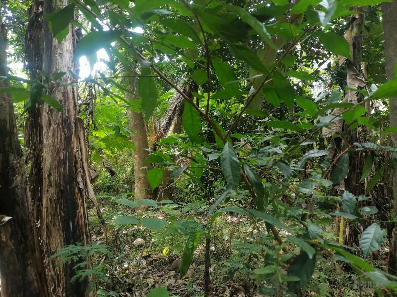 Residential Lot for sale in Bacong in Negros Oriental