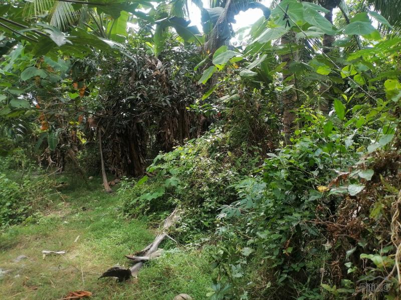 Residential Lot for sale in Bacong in Negros Oriental - image