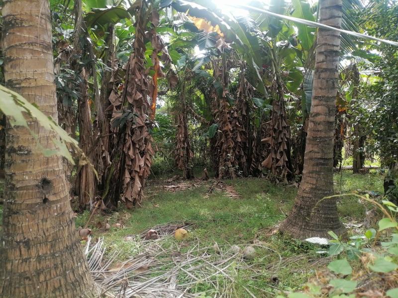 Residential Lot for sale in Bacong in Philippines - image