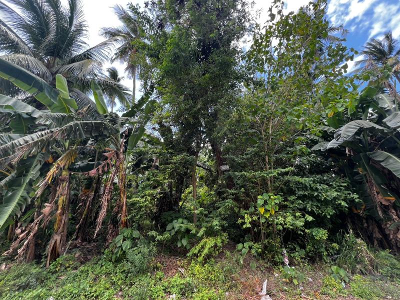 Residential Lot for sale in Dauin - image 10
