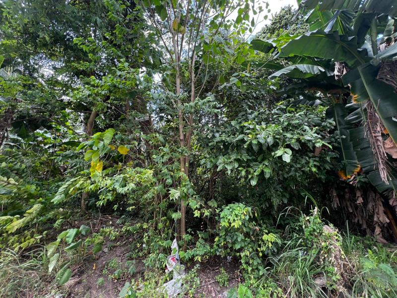 Residential Lot for sale in Dauin - image 9