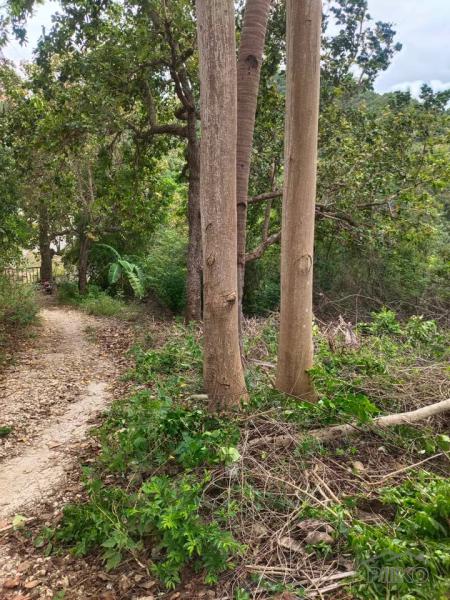 Residential Lot for sale in Boljoon - image 5