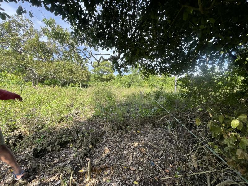 Residential Lot for sale in San Juan - image 2