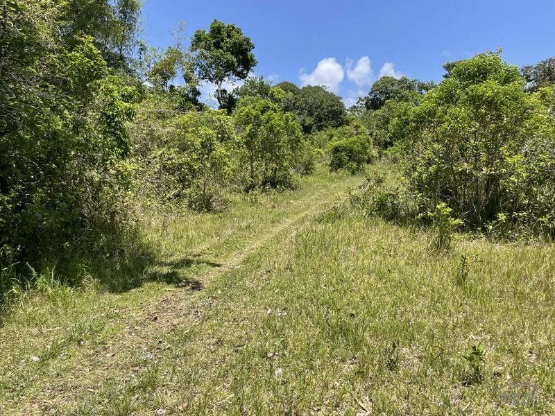 Residential Lot for sale in Lazi - image 14