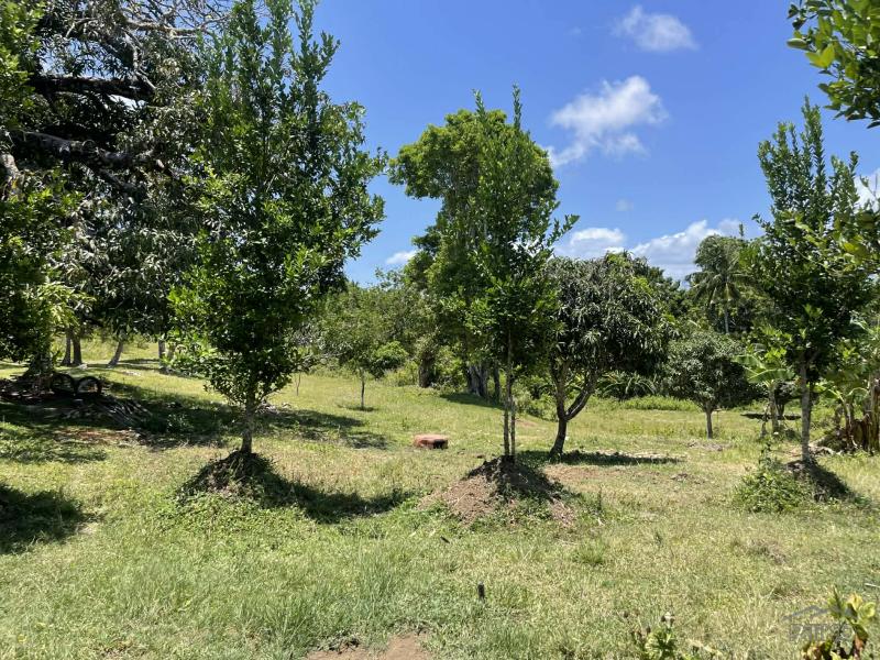 Residential Lot for sale in Lazi - image 15