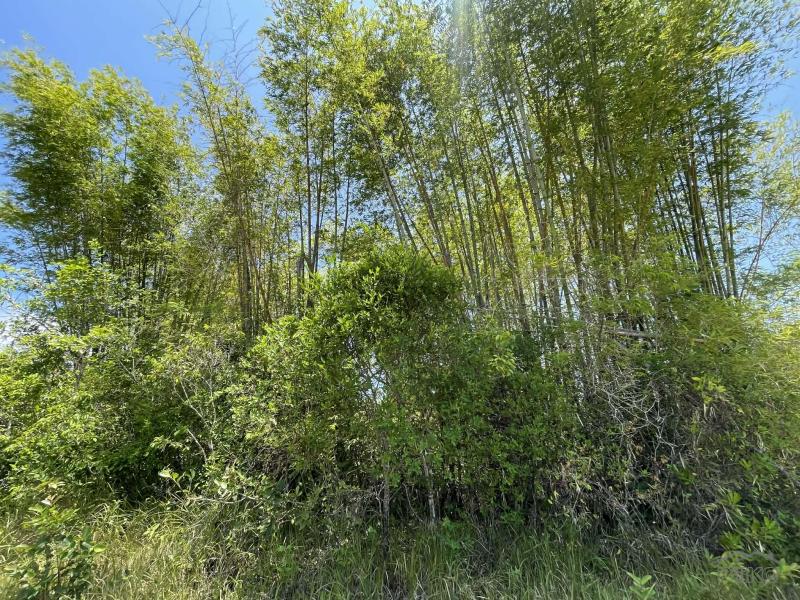 Residential Lot for sale in Lazi - image 20