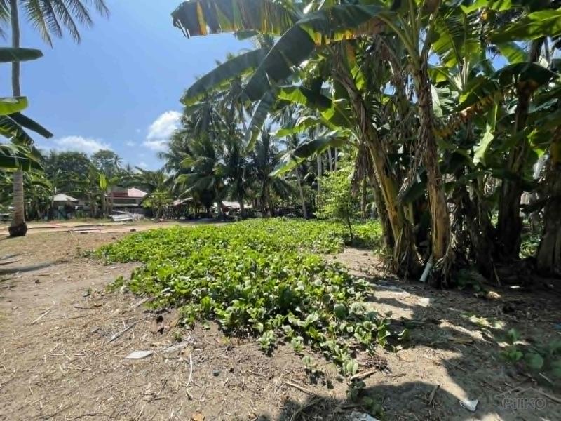 Residential Lot for sale in Maria - image 10