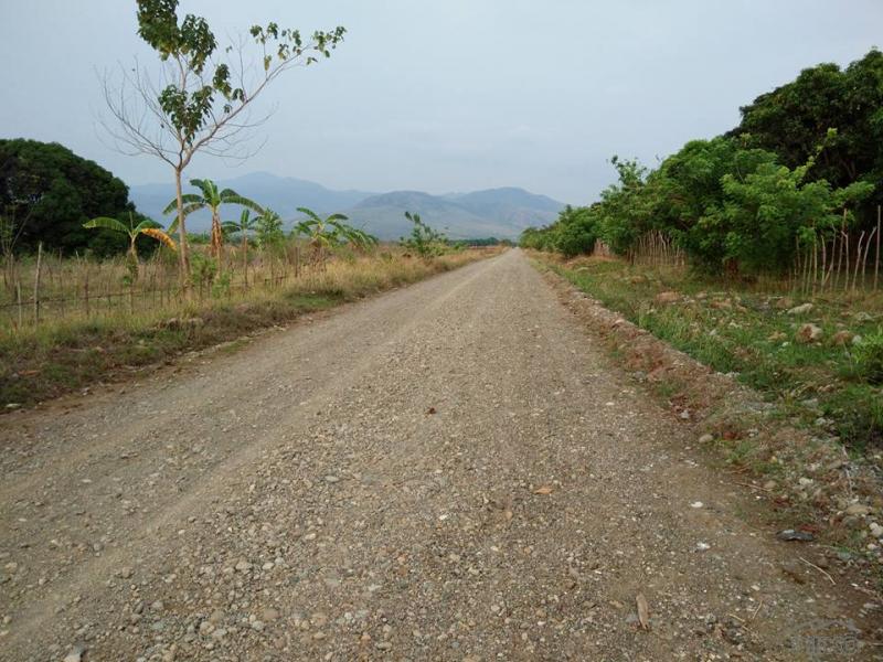 Land and Farm for sale in Iba - image 11