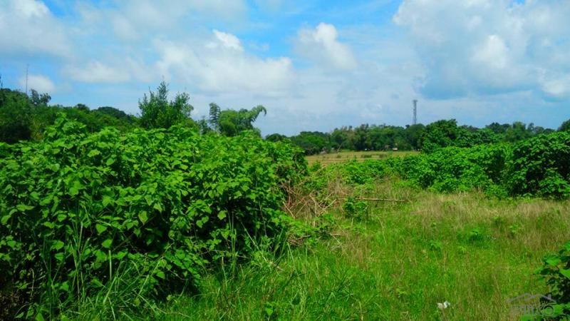 Land and Farm for sale in Cabangan - image 11