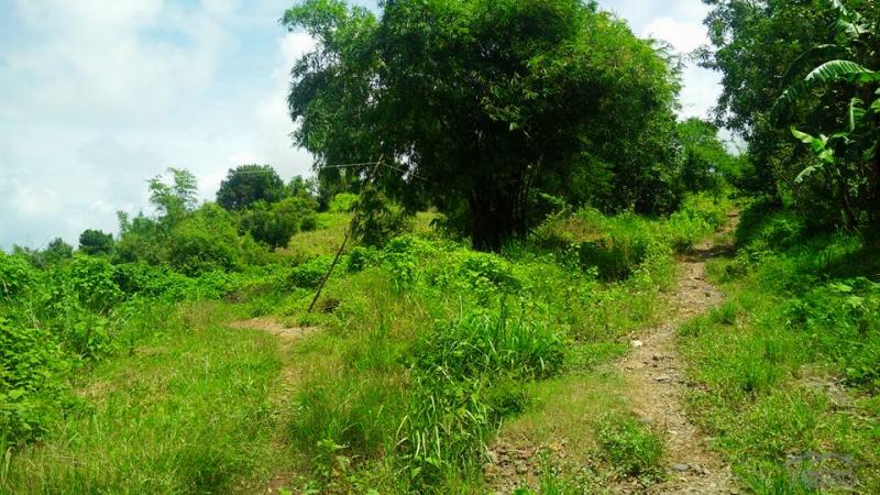 Land and Farm for sale in Cabangan - image 12