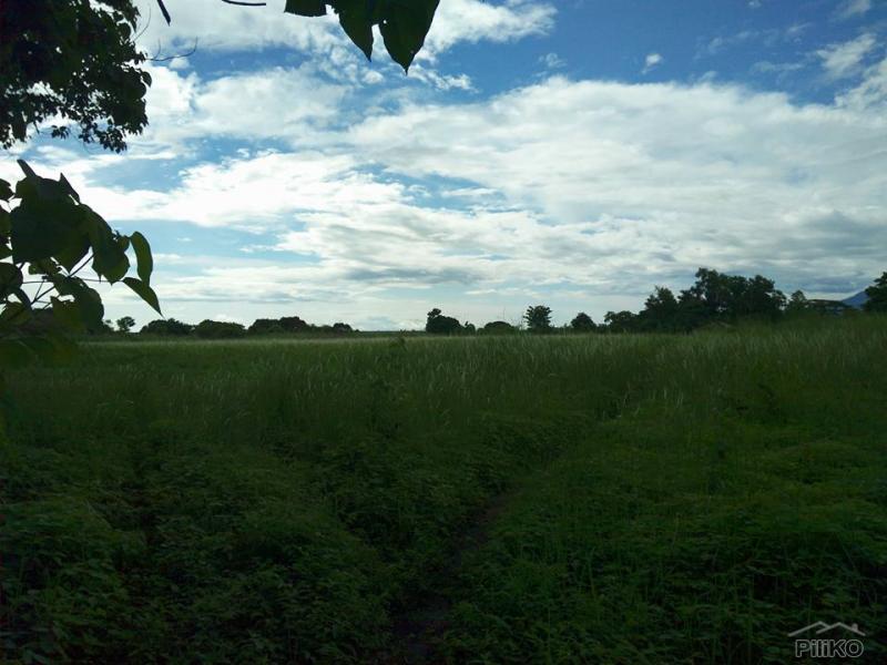 Land and Farm for sale in Iba - image 12